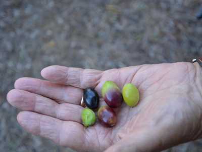 L�oliva coratina � stata codificata alla fine dell�Ottocento ma era gi� ampiamente coltivata nei secoli precedenti (foto della pagina facebook di "Terre di Coratina")